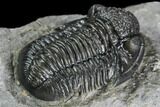Detailed Gerastos Trilobite Fossil - Morocco #108480-2